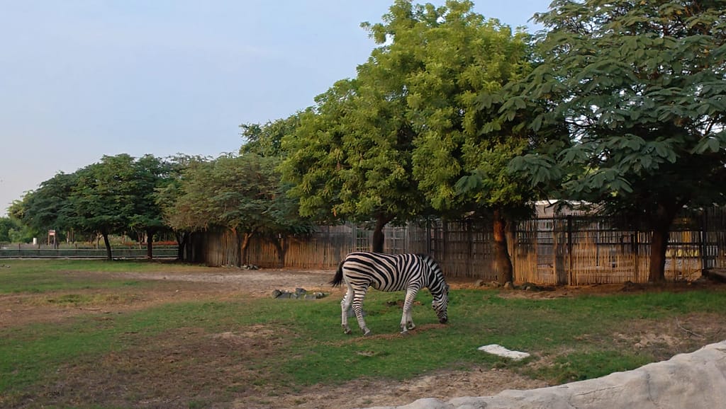 Dubai Safari park