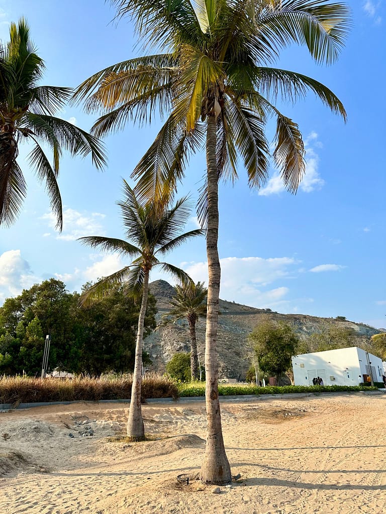 coconut trees in khorfakkan